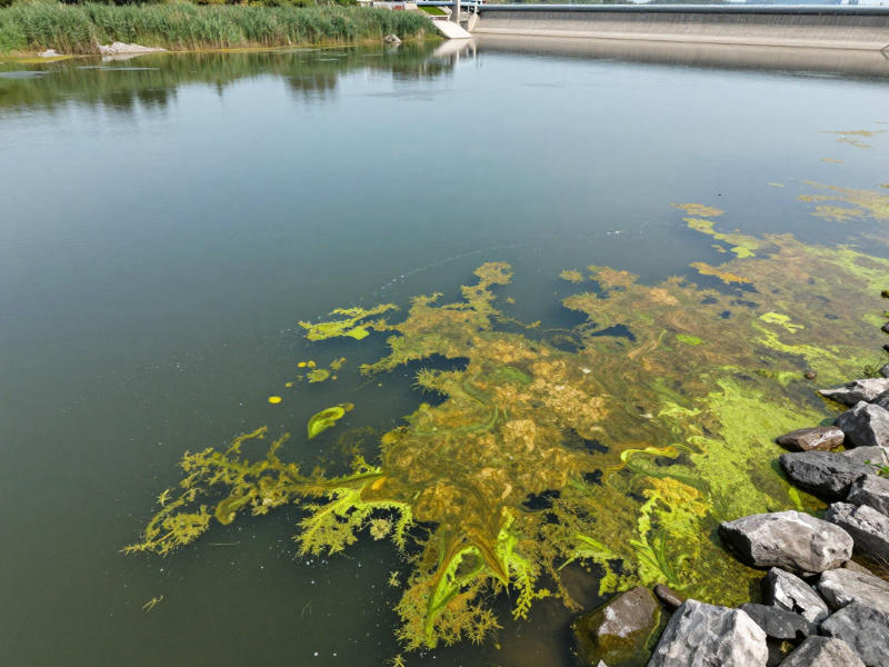 葉綠素a超標(biāo)導(dǎo)致的水體水華現(xiàn)象